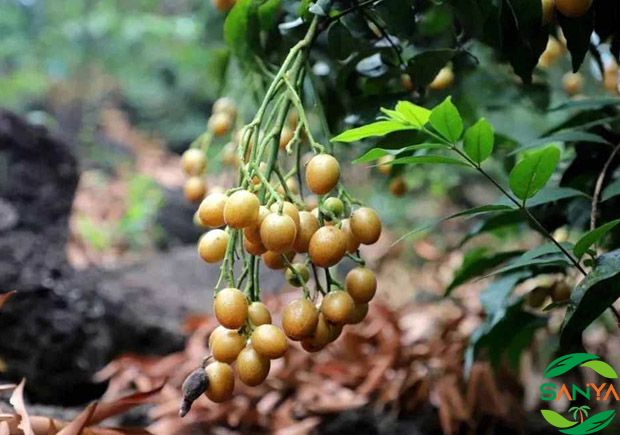 中國現(xiàn)代高效農(nóng)業(yè)的科技創(chuàng)新有哪些方面值得關注